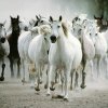 Horses
